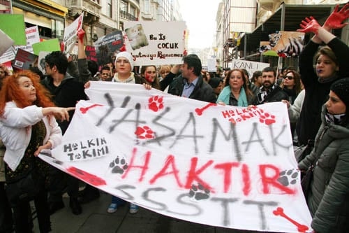 Hayvanseverler Yaşam Hakkı İçin Yürüdü

 - 37