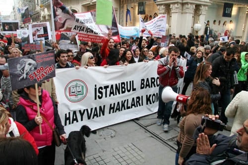 Hayvanseverler Yaşam Hakkı İçin Yürüdü

 - 43