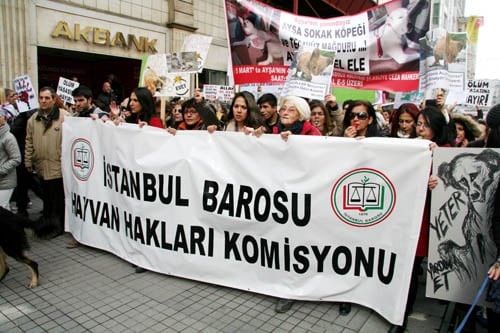 Hayvanseverler Yaşam Hakkı İçin Yürüdü

 - 33