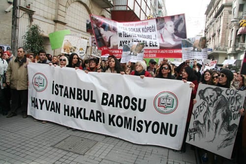 Hayvanseverler Yaşam Hakkı İçin Yürüdü

 - 36