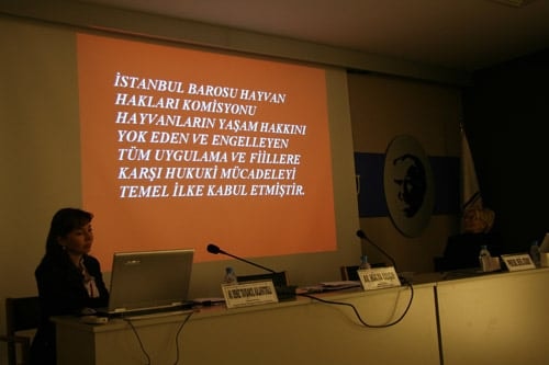 Hayvanların Yaşama Hakkı  İnsan Haklarımıza Dâhildir - 39